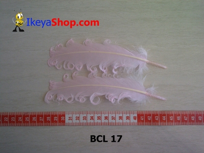 BCL 17  large2
